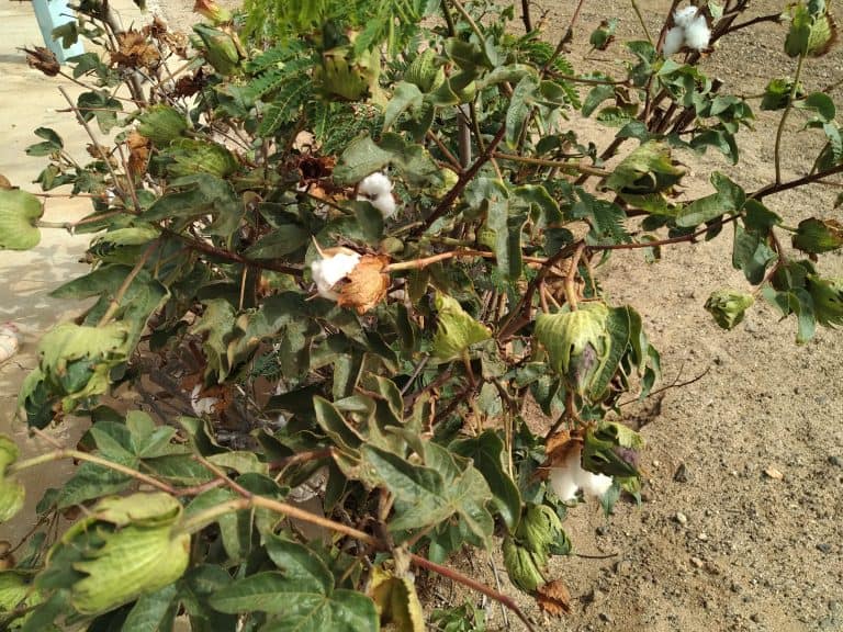 sytuacja na rynku bawełny - 26 października 2022